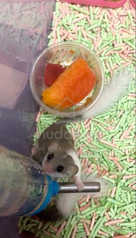 Carousel Image Selected