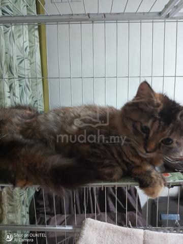 Brown Tabby Kitten - photo 5 of 6