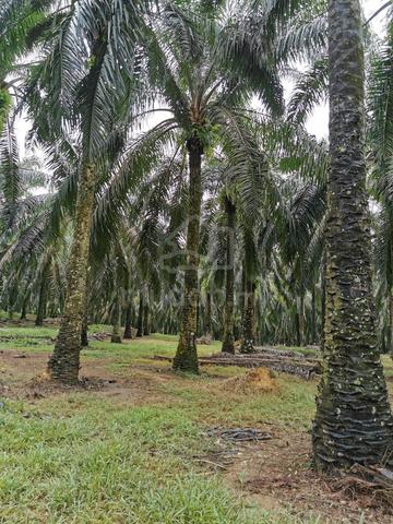 Arigculture Land At Kuala Nerang ,Kedah For Sale 1