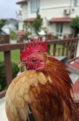 Ayam Serama  - photo 6 of 6