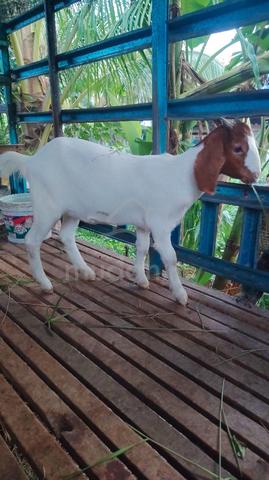 Carousel Image