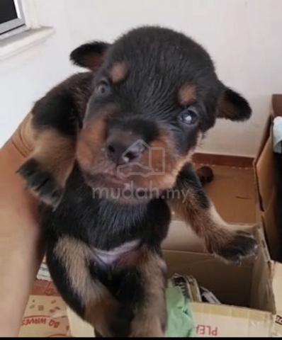 Rottweiler x Pitbully - photo 3 of 5