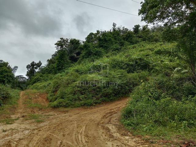 Tanah cantik buat aset 1.82 ekar untuk pertanian ,kebun 1