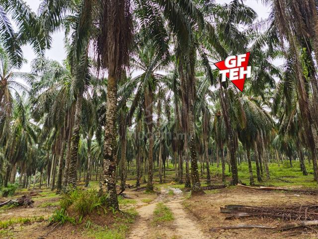 11.62 acre Agricultural land | Palm oil Plantation | Selama | Perak 1