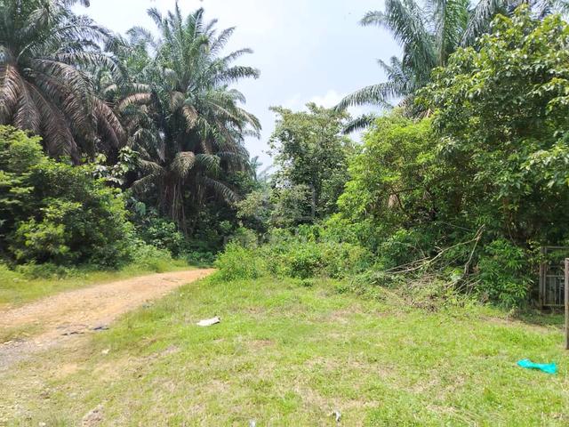 Tanah Ladang Getah,Kg Tok Majid ,Jerangau,Dungun 1