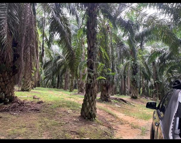 18.5 Acres Oil Palm Land – Siputeh, Perak 1