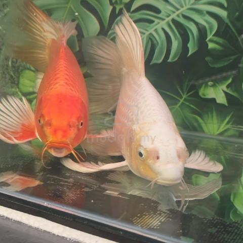 Koi Fish 43cm for sale - photo 3 of 3