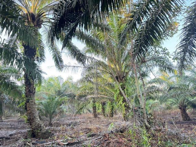 Pekan Nanas 5.28 Acres Agricultural Land 12 years Palm Oil Freehold 1