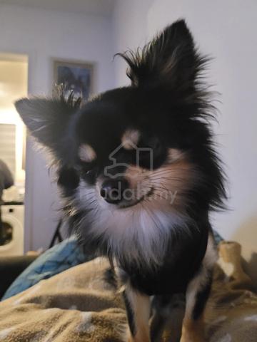 black and white Chihuahua ~2 - photo 6 of 6