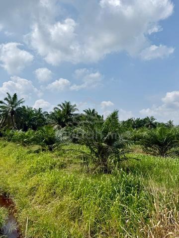 BENUT, JOHOR, Agricultural Land FOR SALE 1