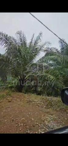Ladang kelapa sawit good roi 100 tan ++ permonth with bautiful river 5