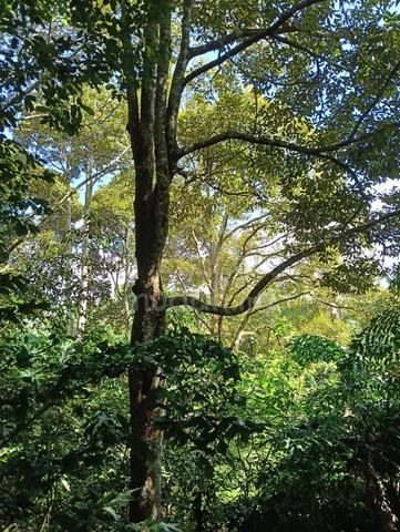 Tanah Dusun untuk dijual di Semeling Kedah 1