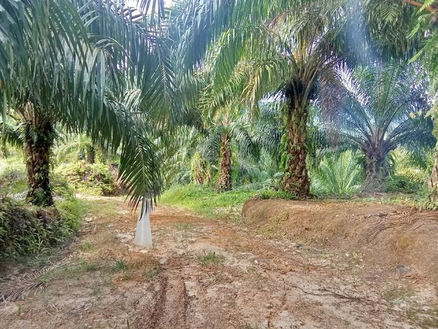 kampung meraba beaufort 1