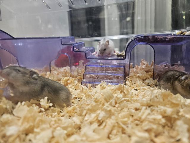 hamster - photo 4 of 4