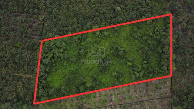 Batu 28 Pengkalan Raja Pekan Nenas Nanas Agricultural Land Residential 3