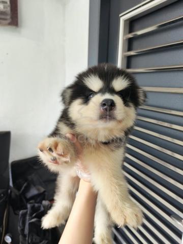 Wooly husky - photo 2 of 2