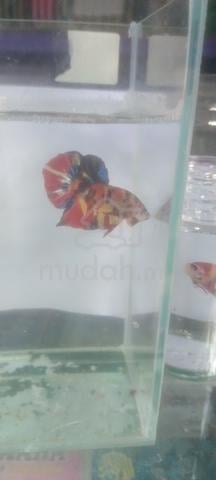 Carousel Image Selected