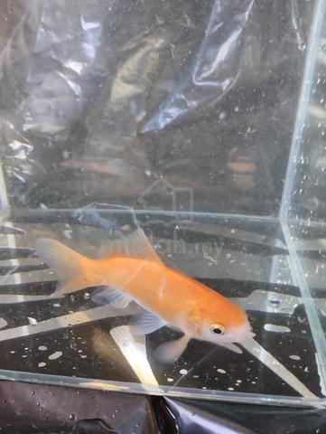 ikan emas - Pets for sale in Batu Pahat, Johor