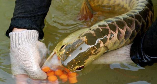 Malaysia golden crossback fish egg -wholesale - photo 3 of 3