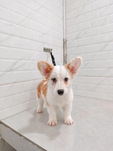 Corgi Long Coat High Quality puppies - photo 2 of 2