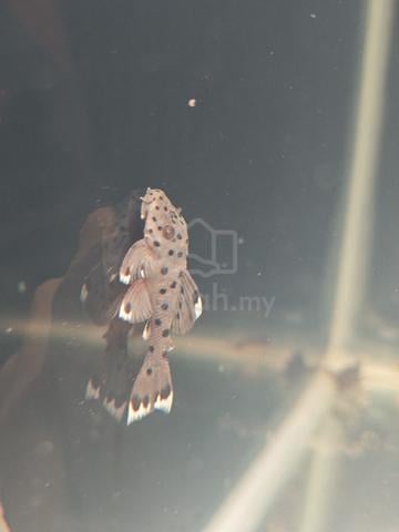 Pleco L264  - photo 3 of 3