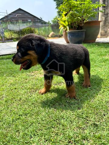 Rottweiler puppies 🐶🐾 - photo 4 of 4