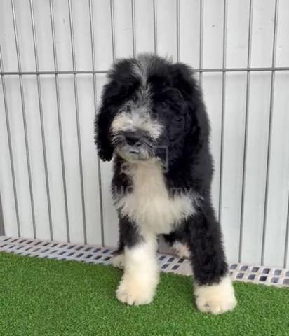 Giant Poodle - photo 2 of 3