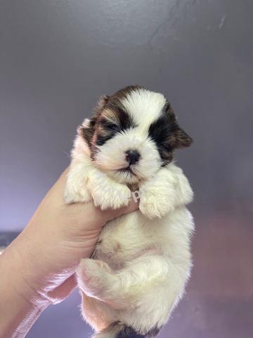 Fashion shih tzu 1 month