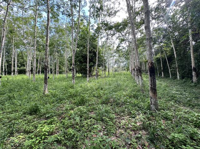 Tanah kebun getah forsale. 1