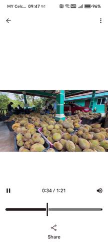 Durian land with 2-storey hill top bungalow 1
