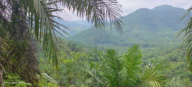 Agriculture Land 300 Arce FOR SALE at Raub, Pahang (Q5500) 1