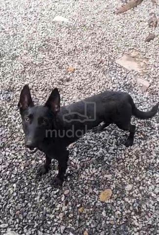 Belgian shepherd Malinois black male - photo 4 of 5