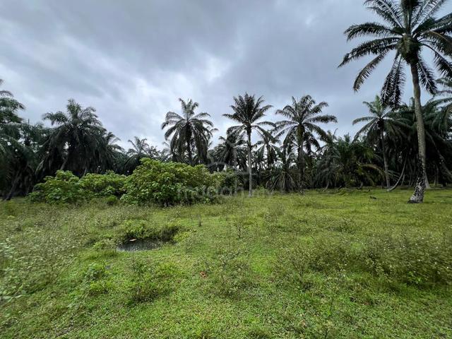 Freehold 3.605 Ekar Ladang Sawit RTB Sungai Draka Taiping, Perak 3