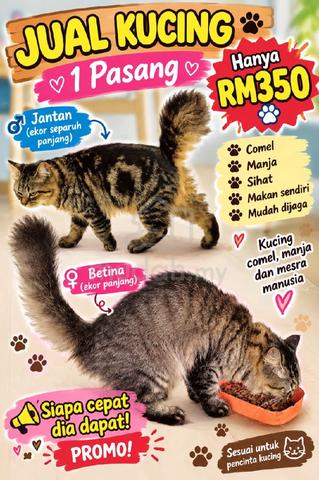 kucing campur - photo 2 of 3