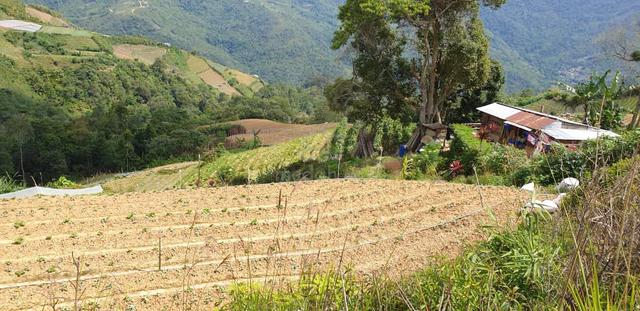 Kundasang Ranau | Vegetable Fruits Farm | Cold Climate | Road Access 1