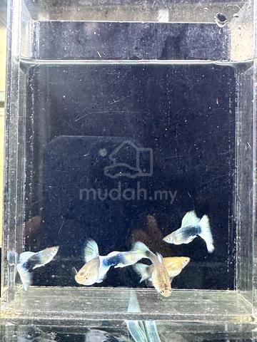 Carousel Image