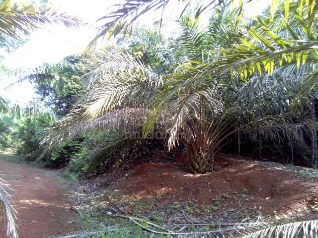 2 Ekar Tanah kosong Bukit Tanah Merah Segamat Johor 1