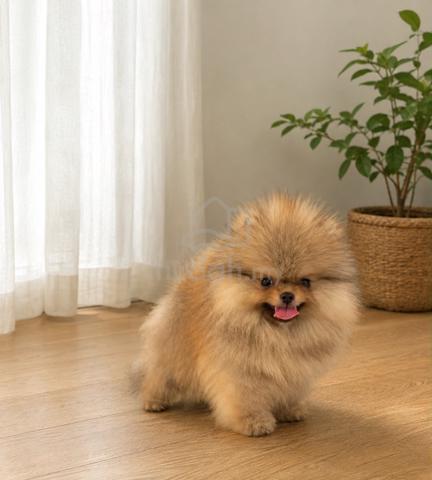 Carousel Image Selected