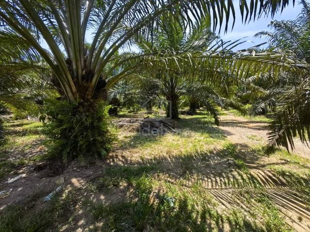 1.68 Acres Freehold Oil Palm Land Facing Mainroad Jeram Kuala Selangor 1