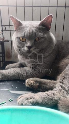 Carousel Image Selected