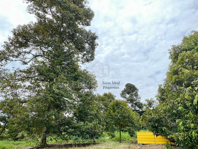 【🔥FREEHOLD】8 Acres Durian Orchard @ Titi, Jelebu, Mukim Glami Lemi 2