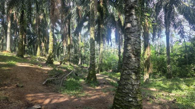 3.956 acres Palm Oil land for Sale 1