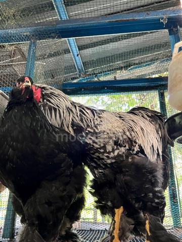 ayam brahma  - photo 2 of 6