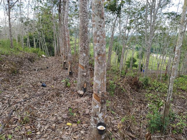 Kebun getah muda unt.dijual 4