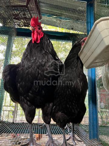 anak black australorp chicken - photo 4 of 6