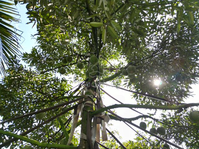 10 Acres Agricultural Land for Sale at Mantin Pajam 1