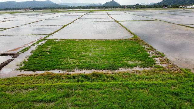 Kangar Jaya Perlis Tanah Bendang 4.7 Ekar /6 Relong 1