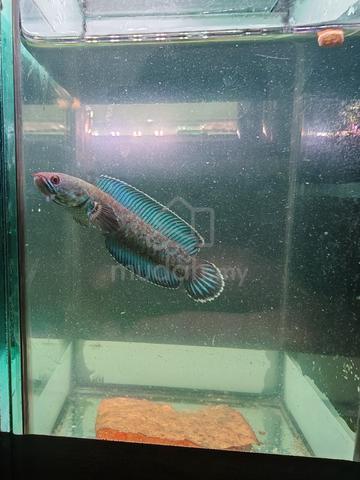 Channa Andrao HF - photo 2 of 4