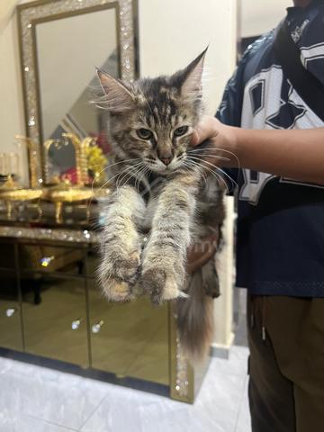 Mainecoon - photo 2 of 3