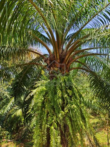 Kuala Mudah Yan Oil Palm Land For Sales durian & matured oil palm tree 3